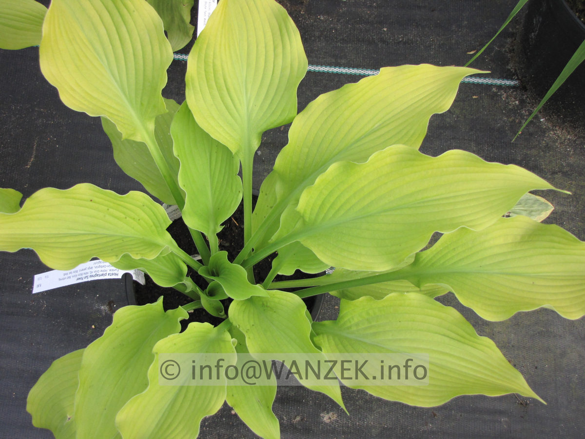 Hosta plantaginea Sun Power 03.JPG